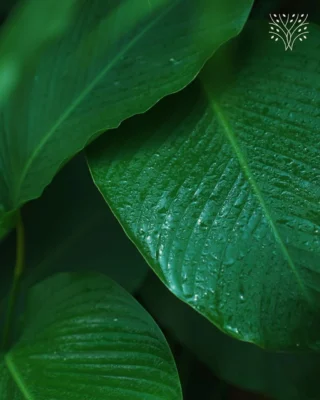 If textures could talk,
they’d whisper secrets of something lush and slow, being born under bamboo shadows.

It’s almost ready to meet you!
.
.
.
.
.
.
.
.
#whisperingwoods #luxurystay #luxuryvillas #mumbainature #mumbairesorts #wellnessretreat #wellnessresort #naturestay #thingstodoinmumbai #mumbaigetaway #getaway #weekendgetaway #petfriendlyresort 

[Villas near Mumbai with private pool • Luxury staycation near Mumbai • Romantic getaway near Mumbai • Wellness retreats in Maharashtra • Best resorts near Mumbai for couples • Nature resorts near Mumbai • Weekend getaways from Mumbai • Pet-friendly resorts near Mumbai • Quiet escapes near Mumbai • Premium villas in Maharashtra • Eco-friendly resorts near Mumbai]